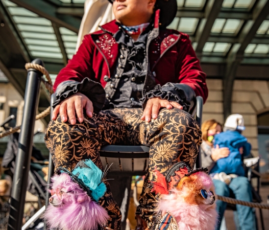 a person sitting in a chair with 2 small dogs at their feet