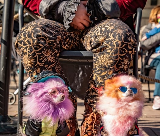 close up of 2 small dogs dressed up in purple and pink costumes