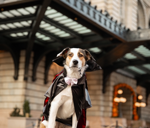 a dog sitting on a brick wall wearing a black cape and pink bowtie
