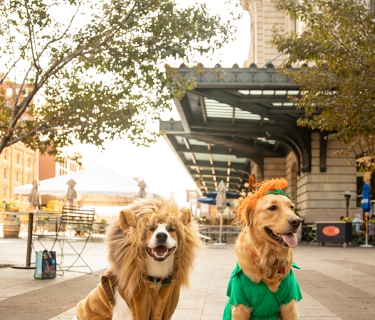 dogs sitting outside on a sunny day in costumes