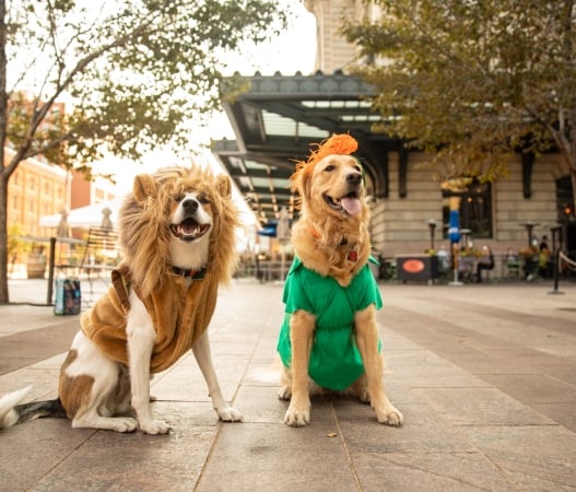dogs sitting outside wearing costumes