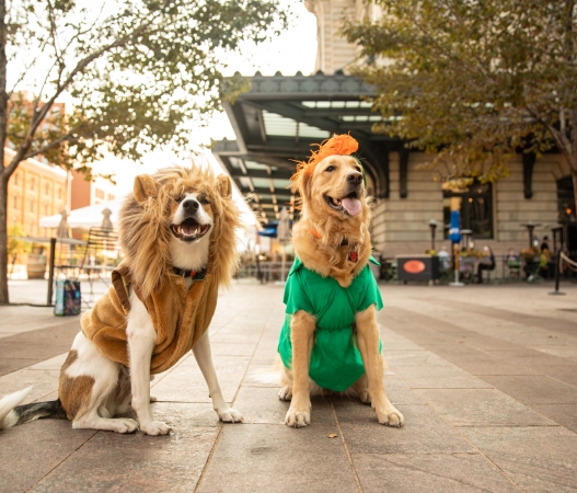 Two dogs sitting outside wearing costumes