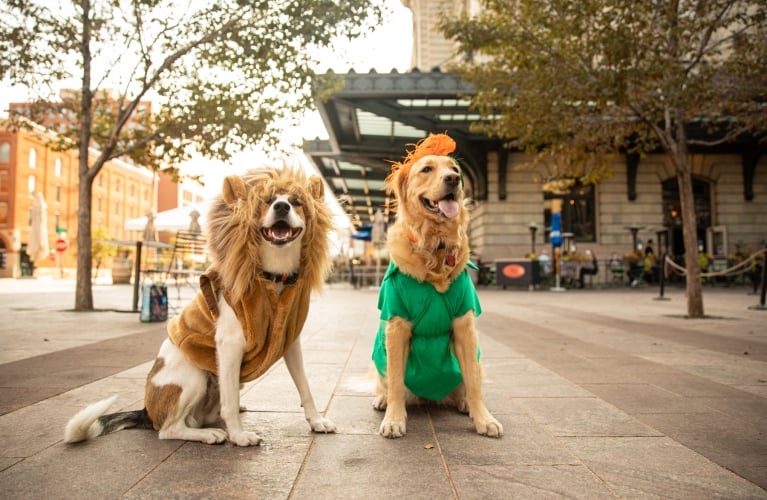 Two dogs sitting outside wearing costumes