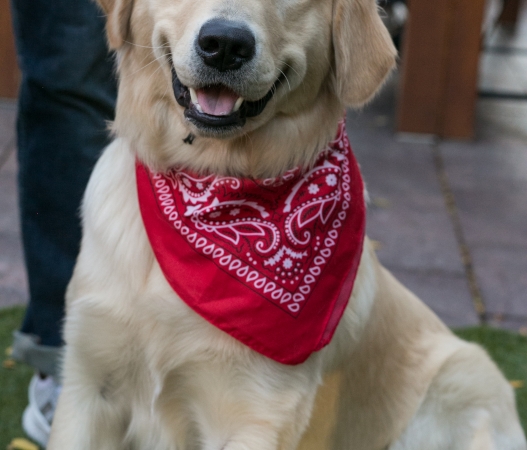 a dog smiling and wearing a bandana and a tiny cowboy hat