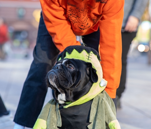 Howl-a-ween Pet Parade