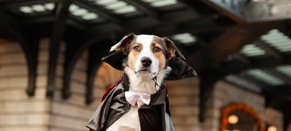 Howl-O-Ween Pet-Parade 9